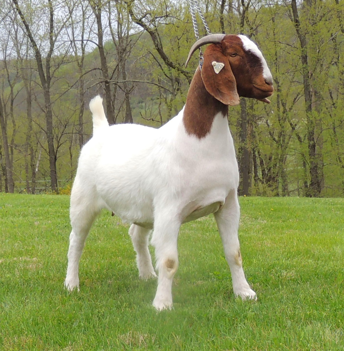True Colors Sale Arnolds Time Well Spent Boer Goats