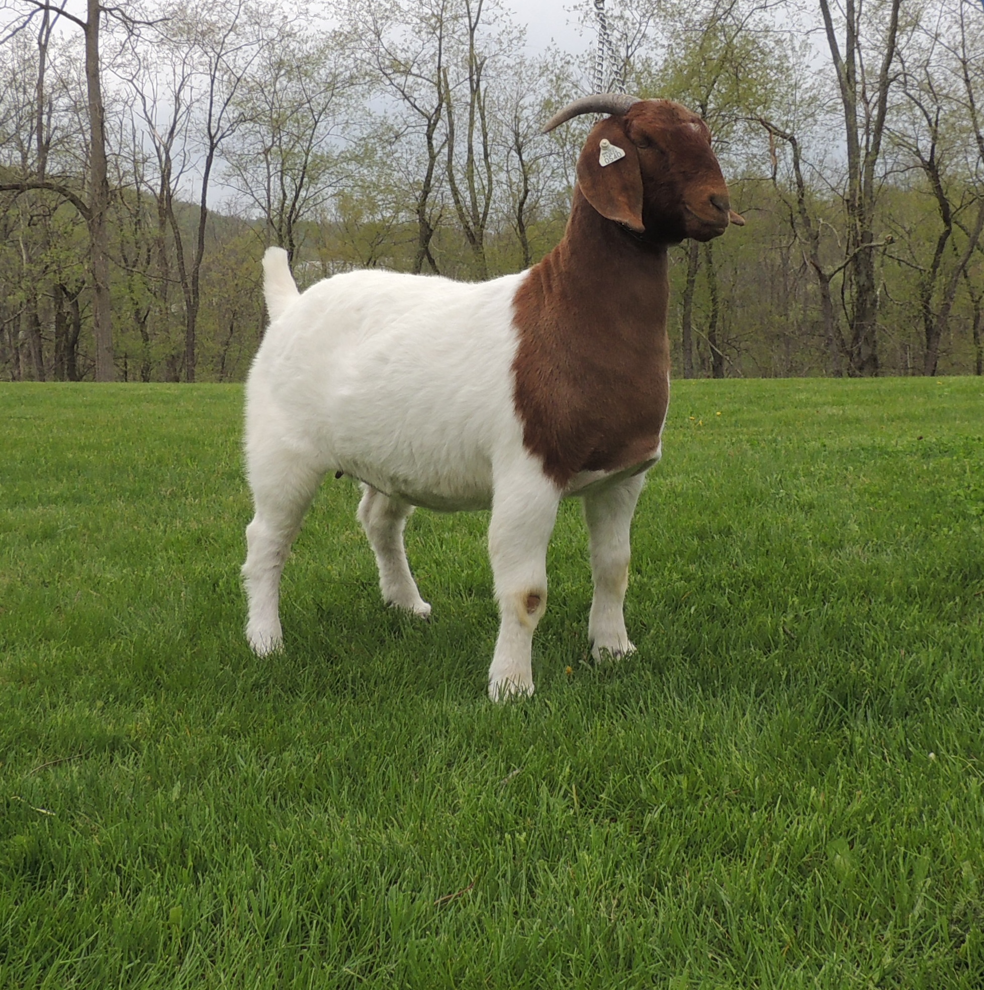 True Colors Sale Arnolds Time Well Spent Boer Goats